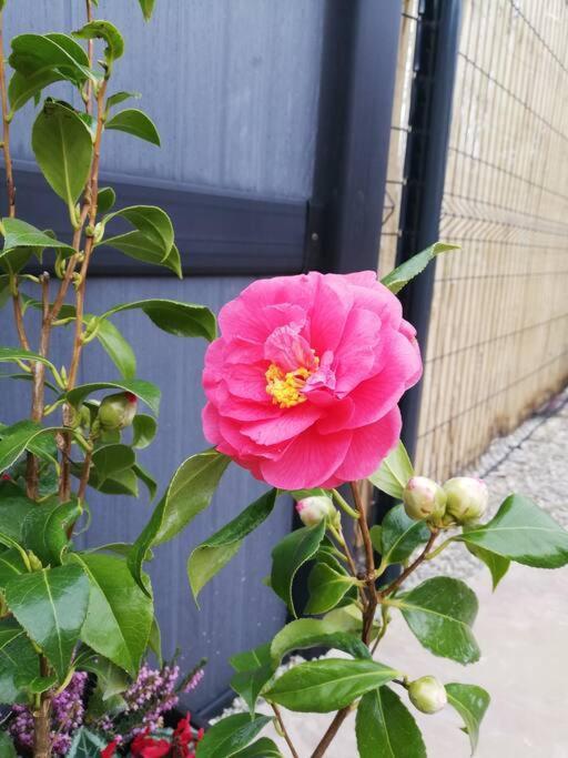 La Petite Maison De Marie Licques Ngoại thất bức ảnh